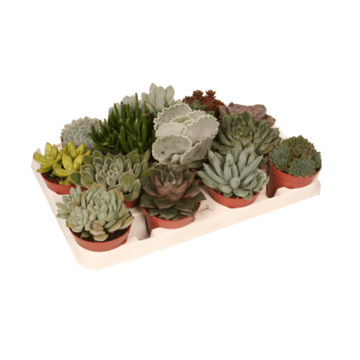 IBH POZSGÁS MIX CS:11 CM, N:20 CM, SUCCULENTEN