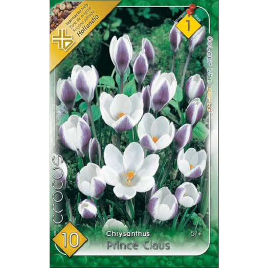 CROCUS SPECIES CHRYSANTHUS PRINS CLAUS 5CM