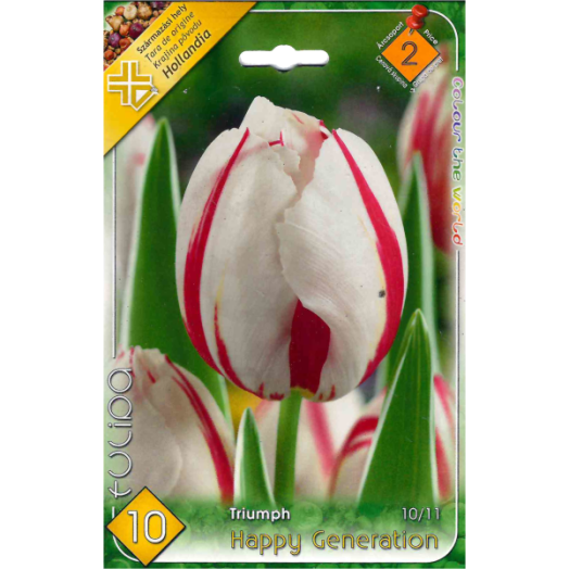 TULIPÁN (TULIPA TRIUMPH HAPPY GENERATION) 10,11CM