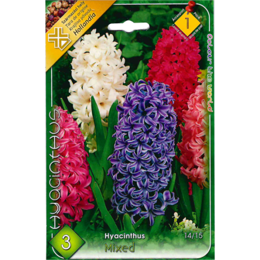 JÁCINT (HYACINTHUS MIXED) 14-15CM