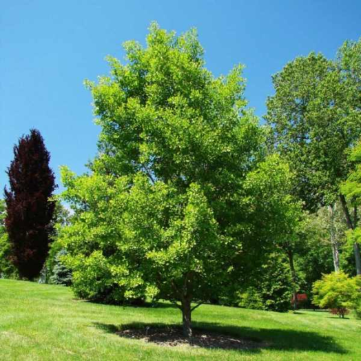 PÁFRÁNYFENYŐ C3 GINKGO BILOBA