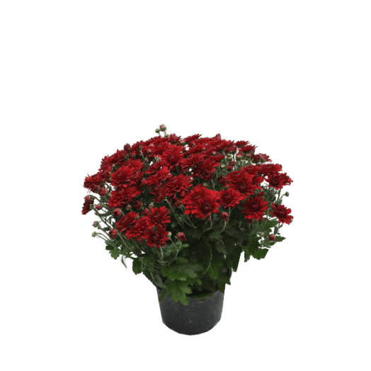 KRIZANTÉM MULTIFLORA CS:15CM