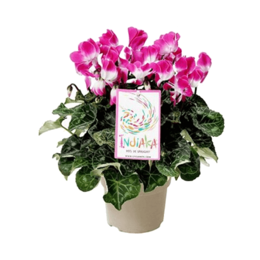 CIKLÁMEN 'INDIAKA' CS:13CM CYCLAMEN
