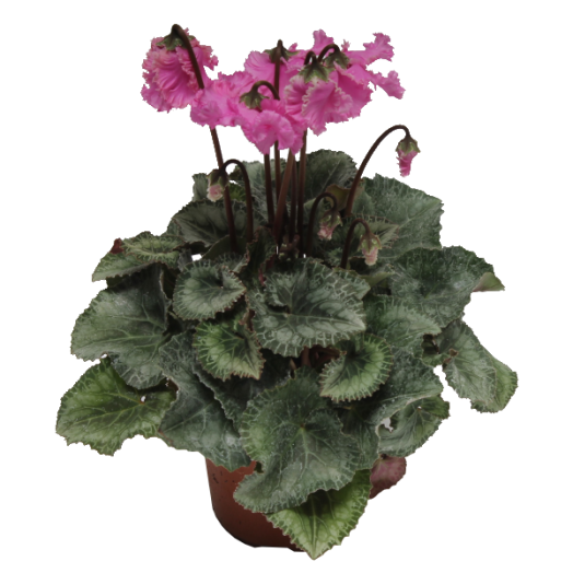 CIKLÁMEN FODROS CSERÉP: 13CM 'MELANGE CURLY'