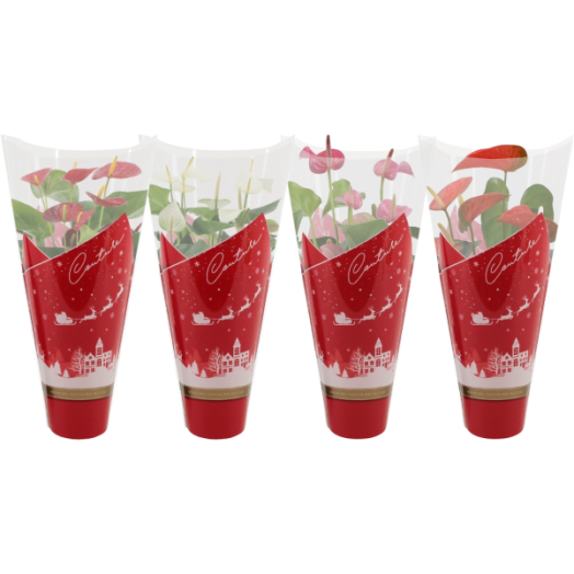 FLAMINGÓVIRÁG CS:14CM KARÁCSONYI ANTHURIUM