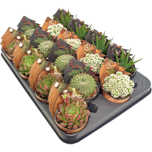 KAKTUSZ MIX PAPÍRBORÍTÁSSAL CS:6,5CM TÉLI MINTÁS