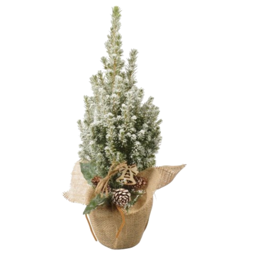 CUKORSÜVEG FENYŐ DÍSZCSOMAGOLÁSBAN CS:9CM PICEA GLAUCA