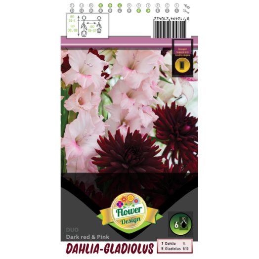 VH.1 DÁLIA, KARDVIRÁG MIX 6DB/CSOMAG PIROS, RÓZSASZÍN