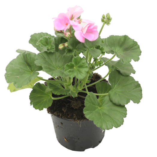 MUSKÁTLI ÁLLÓ CS: 12 CM LILA PELARGONIUM ZONALE