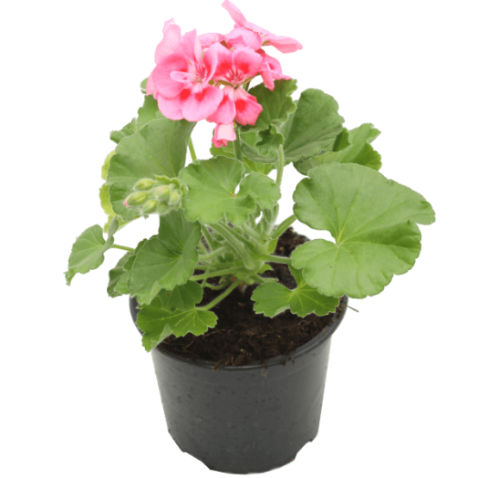 MUSKÁTLI ÁLLÓ CS: 12 CM RÓZSASZÍN PELARGONIUM ZONALE