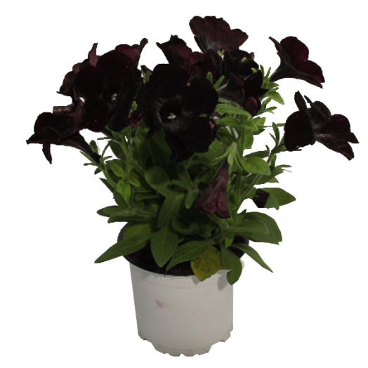 BALKONNÖVÉNY MIX CS:12CM FEKETE