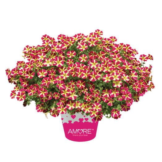 PETÚNIA AMORE CS:12CM
