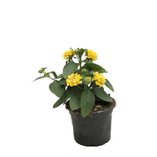 SÉTÁNYRÓZSA HAVANA SUMMER CS:17CM LANTANA CAMARA
