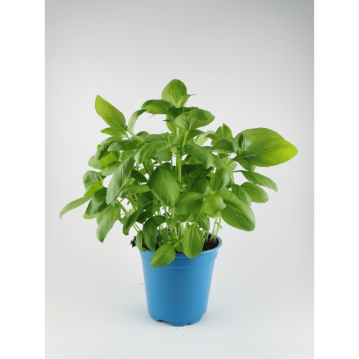 FŰSZERNÖVÉNY BAZSALIKOM CS:13CM OCIMUM BASILICUM