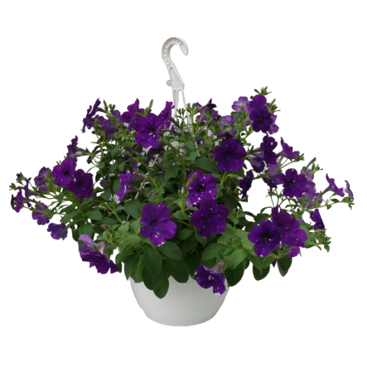 PETÚNIA ÁMPOLNÁS CS:22CM PETUNIA