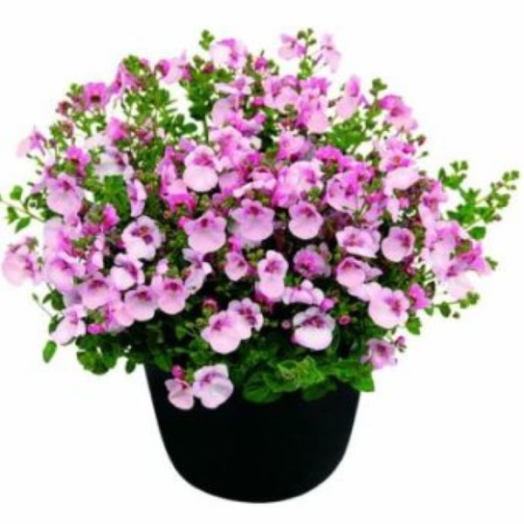 KANÁLAJAK DIVARA CS:12CM DIASCIA