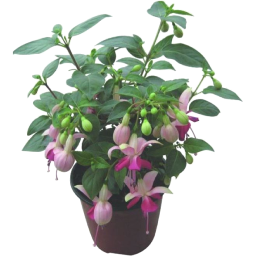 FUKSZIA 'FUCHSITA' CS:12CM FUCHSIA