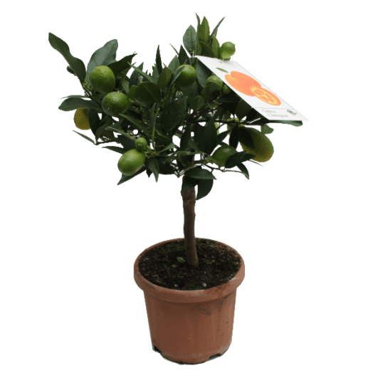 CITRUS MIX CS:16CM