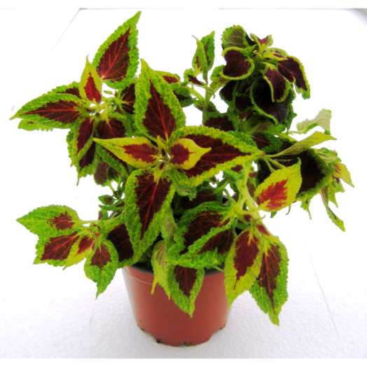 DÍSZCSALÁN MIX CS:12 CM COLEUS