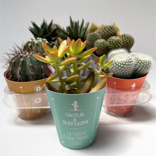 POZSGÁS MIX CS:8CM SZÍNES BORÍTÁS