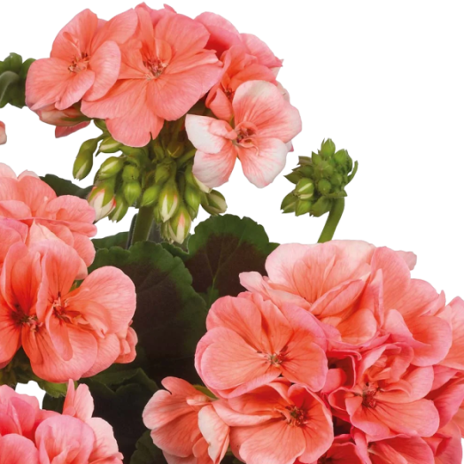 MUSKÁTLI ÁLLÓ CS: 12 CM BARACK PELARGONIUM ZONALE