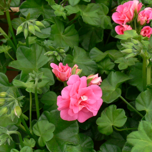 MUSKÁTLI ÁLLÓ CS: 12 CM RÓZSASZÍN PELARGONIUM ZONALE
