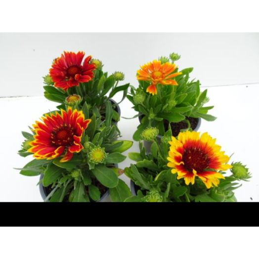 KOKÁRDAVIRÁG CS: 13 CM GAILLARDIA