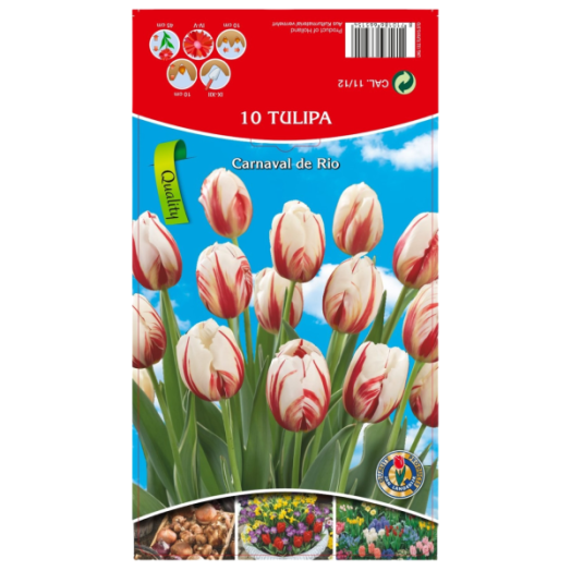VIRÁGHAGYMA TULIPÁN CARNAVAL DE RIO 10DARAB/CSOMAG FEHÉR-PIROS