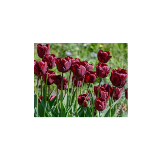 VIRÁGHAGYMA TULIPÁN RONALDO 10DARAB/CSOMAG BORDÓ
