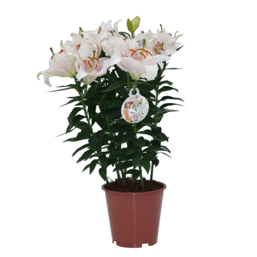 LILIOM MIX CS: 14 CM