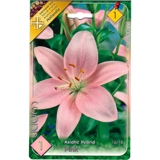 LILIOM ASIATIC PINK 16-18CM