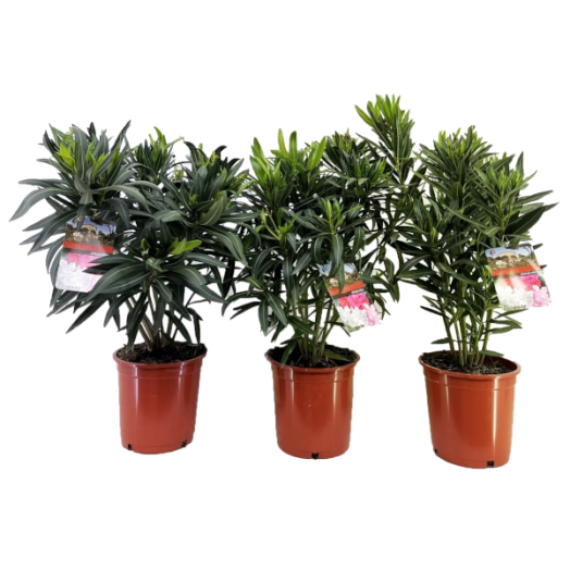LEANDER MIX CS:20 CM NERIUM OLEANDER