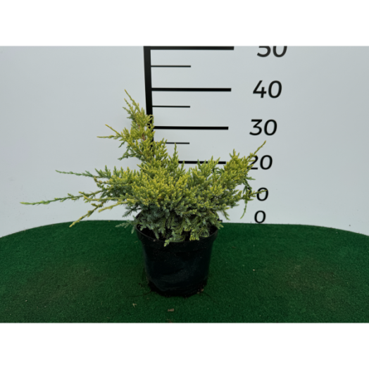 Himalájai boróka C3 Juniperus squamata Dream Joy