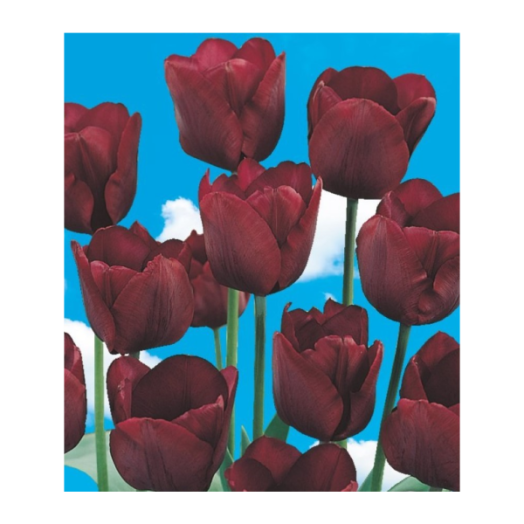 VIRÁGHAGYMA TULIPÁN RONALDO 10DARAB/CSOMAG BORDÓ