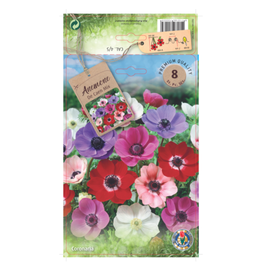 Koronás szellőrózsa 'The Caen' virághagyma színkeverék 8db/csomag