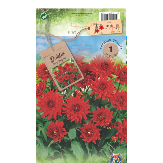 Dália kaktuszvirágú virághagyma 1db/csomag piros