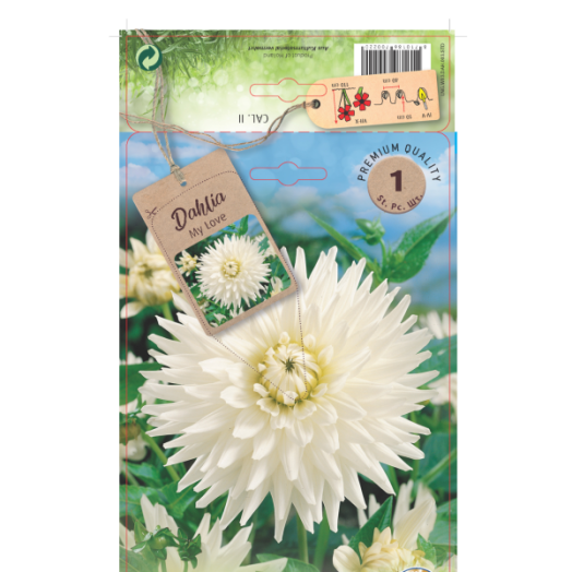 Dália kaktuszvirágú virághagyma 1db/csomag fehér