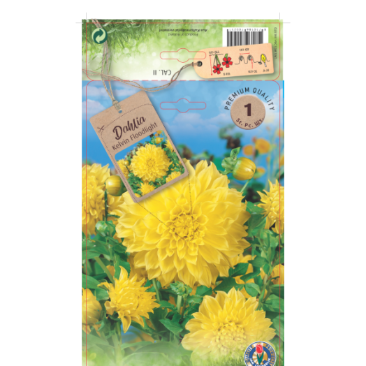 Dália 'Deco' virághagyma 1db/csomag sárga