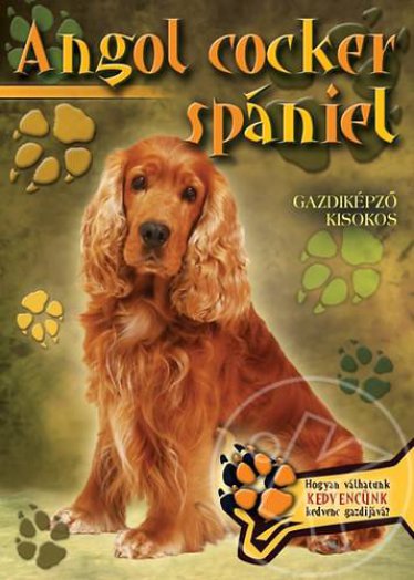 ANGOL COCKER SPÁNIEL
