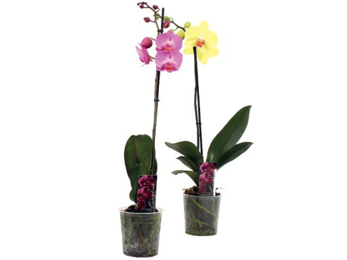 Phalaenopsis