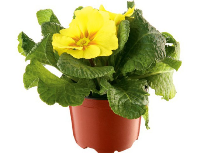 Primula