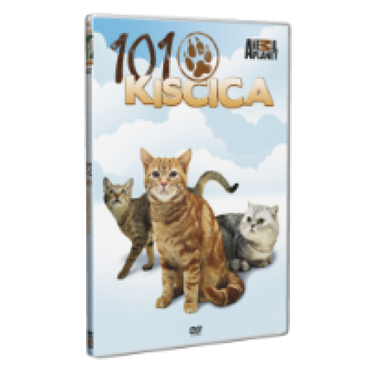 101 Kiscica DVD