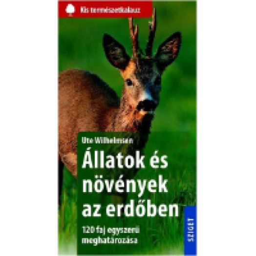Állatok és növények az erdőben