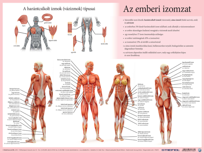 Könyöklő Az emberi vázizomzat/ érzékszervek A3 duo