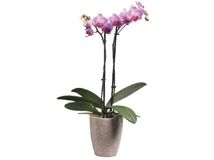 Phalaenopsis
