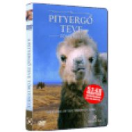 A pityergő teve története DVD