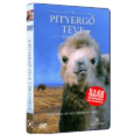 A pityergő teve története DVD