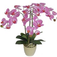 Orchidea kaspóban