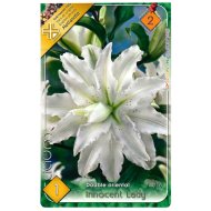 VIRÁGHAGYMA LILIOM INNOCENT LADY 1DB/CSOMAG FEHÉR TELTVIRÁGÚ