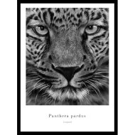 KERETEZETT KÉP LEOPÁRD 30X40CM